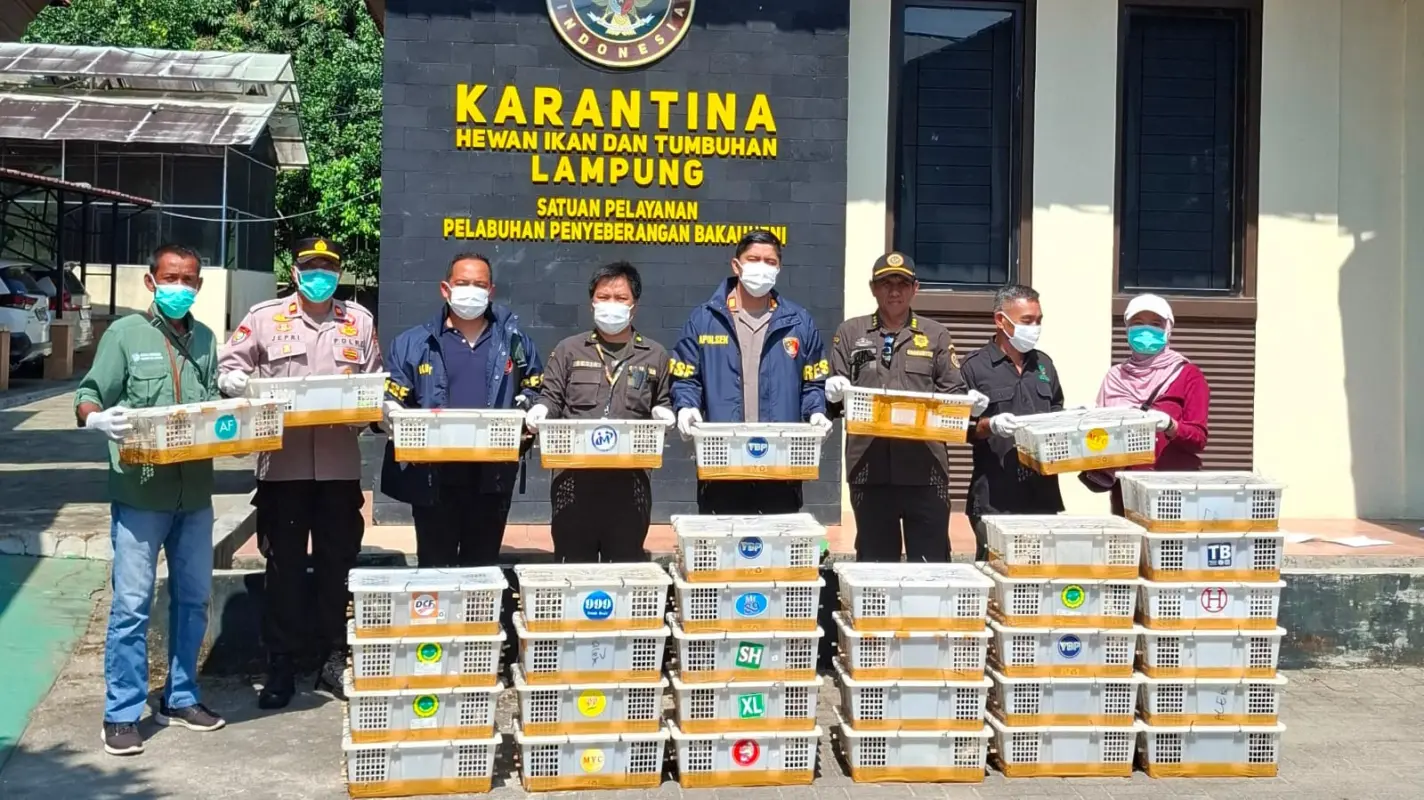 Penyelundupan 670 Ekor Burung di Bakauheni Digagalkan Petugas Karantina Lampung