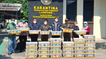 Penyelundupan 670 Ekor Burung di Bakauheni Digagalkan Petugas Karantina Lampung